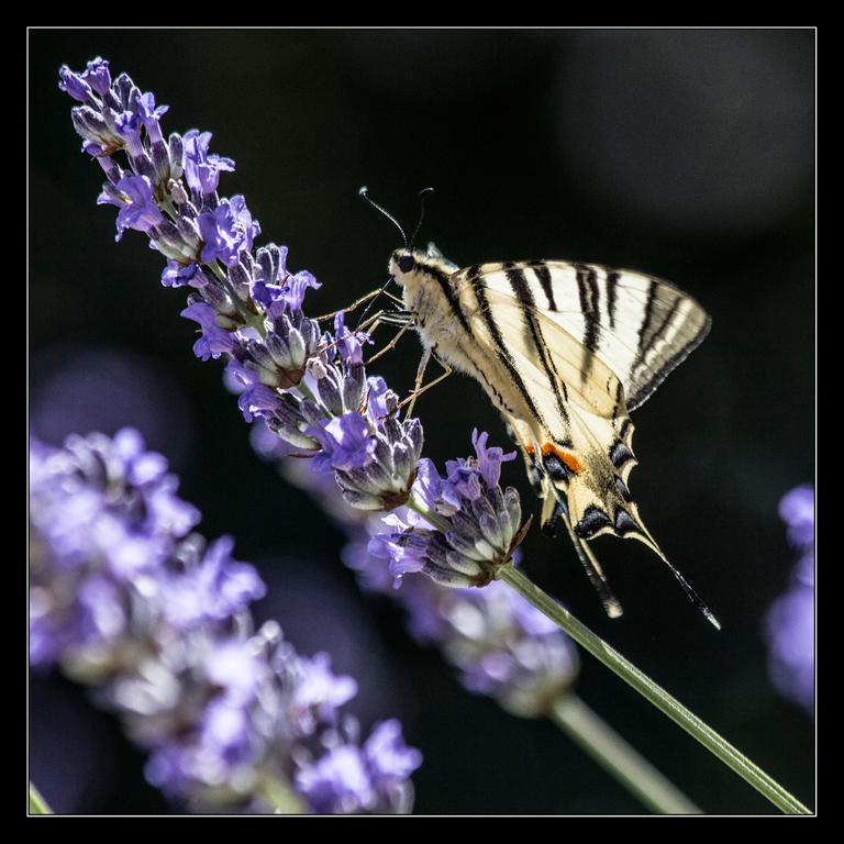 Picic Guesthouse Luka  Buitenkant foto